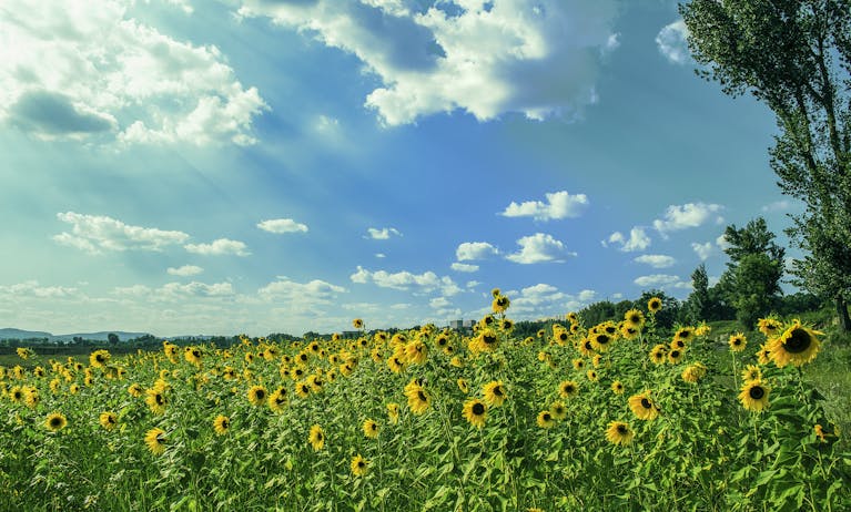 A beautiful sunflower field basking under a clear blue sky with scattered clouds.
